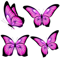 beautiful pink butterflies, isolated  on a white