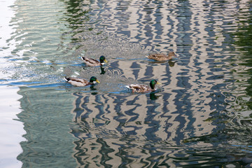ducks in water