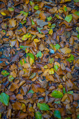 Laub Blätter Herbst Hintergrund