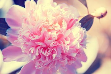 Blooming vintage peony flower in the garden