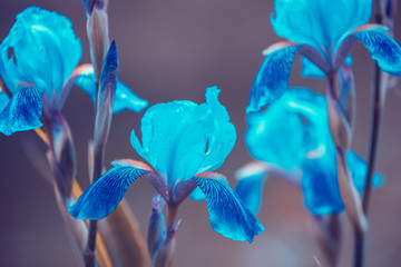 Plakaty  Blue vintage Iris flowers in the garden