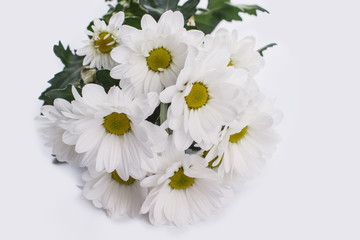 Daisy chamomile flowers. Close up. White isolated background.