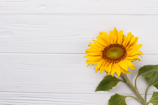 Sunflower on white wood background. Copyspace, free space for text.