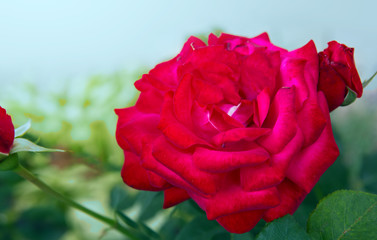 Red rose closeup in the summer garden. Flowers background.