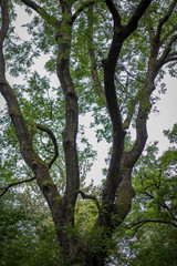 Baum Wanderweg Eifel