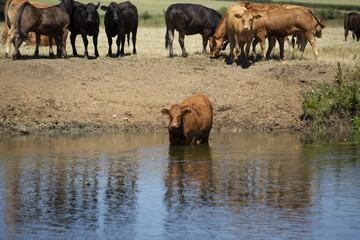 Fototapeta na wymiar Cows standing on flooded farmland
