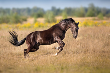 Fototapeta na wymiar Black stallion run fun in autumn field
