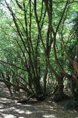 Woodland area pathway