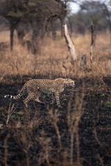 Cheetahs in the African savanna. Safari in the savannah of Serengeti National Park, Tanzania. Close to Maasai Mara, Kenya. Burnt savanna landscape because of bushfire. Africa.