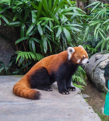 Cute red panda live in hong kong zoo. In the wild habitat of red pandas, tree branches are often covered with reddish brown moss.
