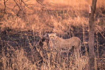 Cheetahs in the African savanna. Safari in the savannah of Serengeti National Park, Tanzania. Close to Maasai Mara, Kenya. Burnt savanna landscape because of bushfire. Africa.
