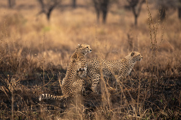 Fototapeta na wymiar Cheetahs in the African savanna. Safari in the savannah of Serengeti National Park, Tanzania. Close to Maasai Mara, Kenya. Burnt savanna landscape because of bushfire. Africa.