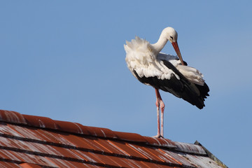 White stork (Ciconia ciconia)
