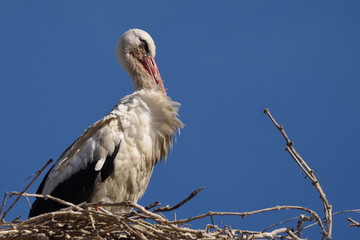 White stork (Ciconia ciconia)