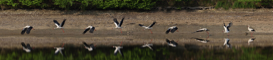 White stork (Ciconia ciconia)