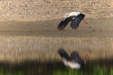 White stork (Ciconia ciconia)