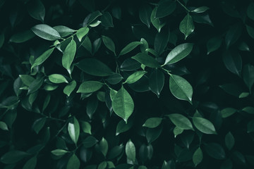 tropical leaves design darker vignette background