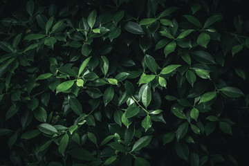 tropical leaves design darker vignette background