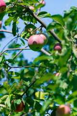 Red ripe apples grows on a branch among the green foliage