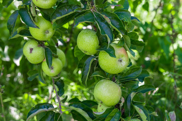 Green ripe apples grows on a branch among the green foliage