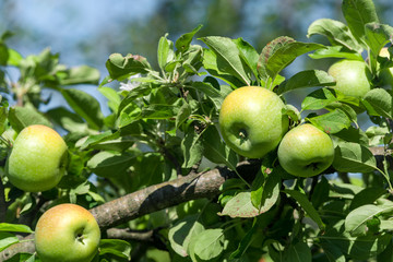 Green ripe apples grows on a branch among the green foliage