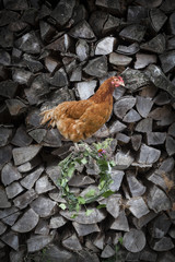 posierendes Huhn auf Holzscheit vor Holzhaufen