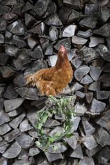 posierendes Huhn auf Holzscheit vor Holzhaufen