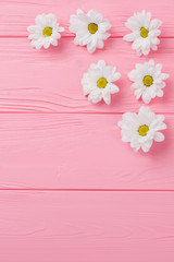 Daisy chamomile flowers disposition. Top view, flat lay. Pink wooden background.