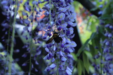 フジの蜜を吸う蜂