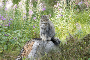 Wildkatze Merkmale