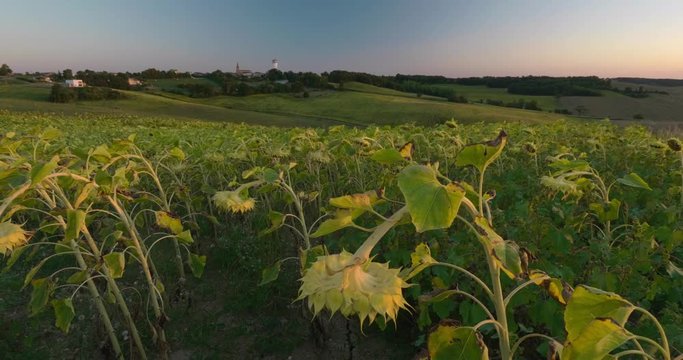 Sunflower plants in field, flowers heads sleeping after sunset, before sunrise