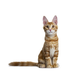 Handsome red Maine Coon cat kitten boy sitting slightly side ways, looking at camera isolated on white background