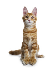 Handsome red Maine Coon cat kitten boy sitting ready to jump and looking up, isolated on white background