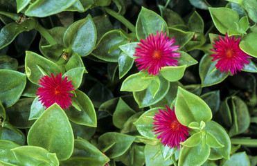 Ficoïde à feuilles en cœur, Aptenia cordifolia