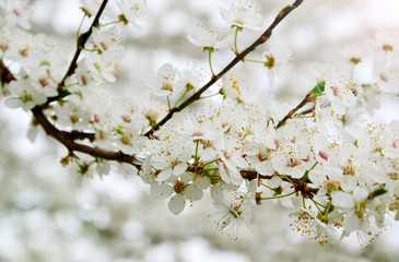 Cherry Blossoms in Austria with bohke , lens flare and soft focus (German is Wald Der Kirschblüten)