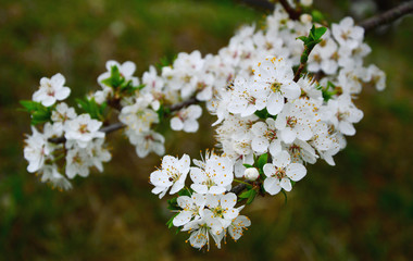 Cherry Blossoms in Austria (German is Wald Der Kirschblüten)