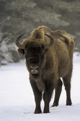 Bison d'Europe, Bison bonasus