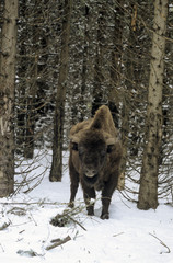Bison d'Europe, Bison bonasus