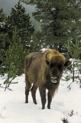 Bison d'Europe, Bison bonasus