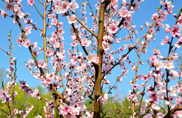 Apricot blossom in Wachau Austria along the Danube river.
Pink color Apricot blossom with blue sky background. 