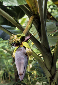 Bananier, musa spp.
