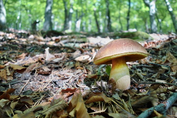 white mushroom - Boletus reticulatus the forest in autumn. Concept of mushroom picking in the forest during autumn.