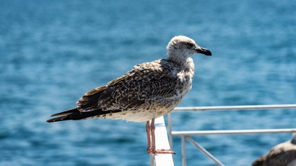 Seagull sits on the bar in Istambul