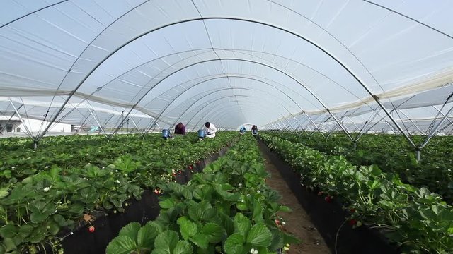 FRESAS 10