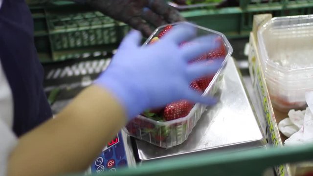 FRESAS 09