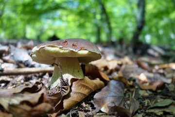 white mushroom - Boletus reticulatus the forest in autumn. Concept of mushroom picking in the forest during autumn.