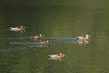 Enten in einem Parkteich schwimmend