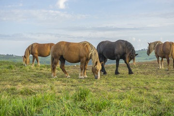 Fototapeta na wymiar Horses in a meadow grazing at sunset in a rural field of Spain