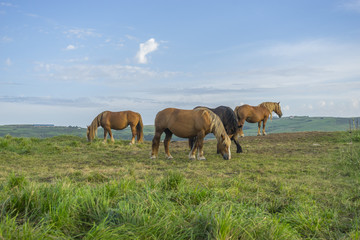 Horses in a meadow grazing at sunset in a rural field of Spain
