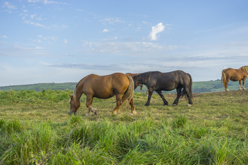 Naklejka na ściany i meble Freedom, Horses in a meadow grazing at sunset in a rural field of Spain
